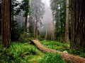 Fallen_Nurse_Log_Redwood_National_Park_California.jpg